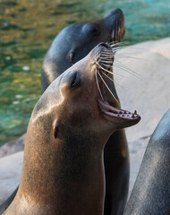 Fototapeta premium Seals at the zoo waiting for lunch