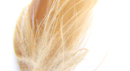 real feathers, close-up, suitable for expressions of soft content.