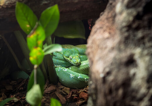 Green tree python coiled between branches