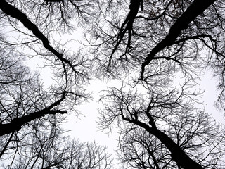 silhouette of a tree, tree silhouette against the sky,дерево без листьев на белом фоне, осеннее дерево,  black trees against a white sky