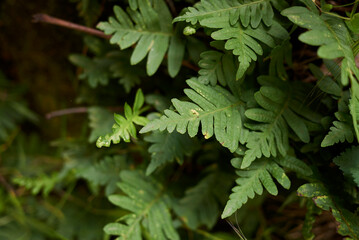 Polypodium vulgare 