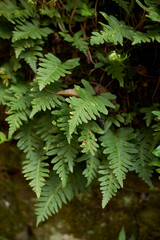 Polypodium vulgare 