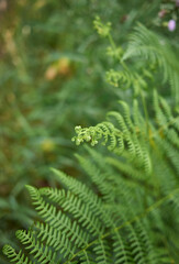 Pteridium aquilinum 