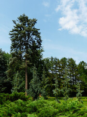 Fototapeta premium pine tree in the botanical garden