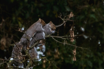 Squirrels in love