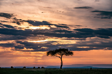 Sunset Sunrise Sun downer Orange Golden Clouds Wild Life Animals Grazing Under Lonely Acacia Tree...