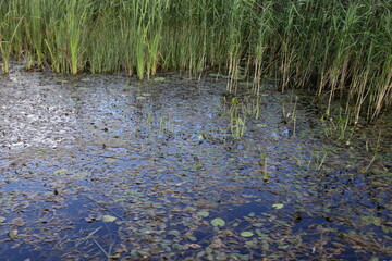 Green sedge grass in the calm water close up, swampy river shore at summer day