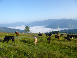 A heard of cows grazing on the slopes of Gerlitzen in Austria. The valley below is shrouded with fog, high peaks popping out above the fog level. Lush green Alpine slopes. Remedy and calmness
