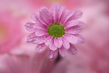 single pink flower