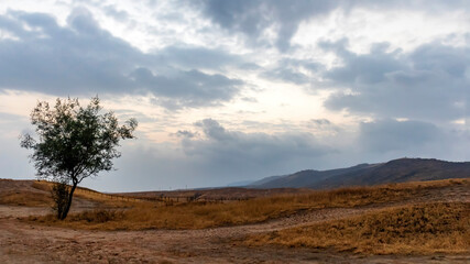 tree in the mountains