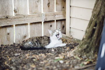 kitten yawning outside