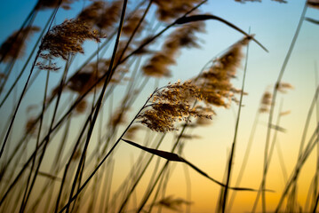 river grass against the sky at sunset