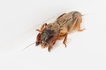 European mole cricket on white background. Natural