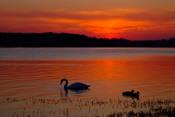 silhouettes of a Swan and ducklings. sunset on the river