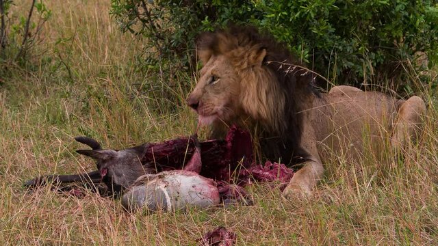 An African lion feeding on antelope after a successful hunt. A pride of predators in the Maasai Mara National reserve in Kenya, near the Serengeti National Park in Tanzania. Safari on the wild Savanna