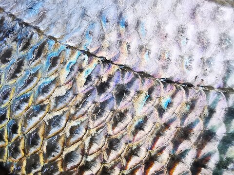 Queue de sir&egrave;ne