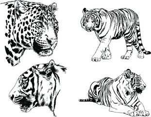 vector drawings sketches different predator , tigers lions cheetahs and leopards are drawn in ink by hand , objects with no background