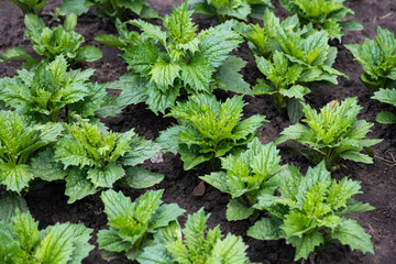 Macro shot of sprouts of flowers in the ground in the garden in early spring, agriculture and gardening