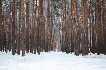 forest in winter