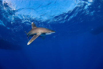 Obraz premium Longimanus swimming alone in the blue. Several boats on the background.