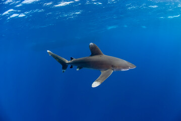Oceanic white tip in the blue. The shadow of a boat in the background.