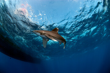 Oceanic white tip close to the surface in a wavy sea