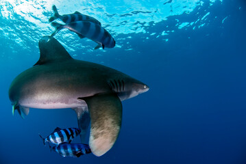 Longimanus shark turning in the foreground of the image