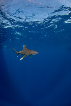 Vertical image of a longimanus swimming close to the surface.