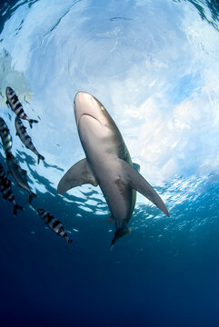 View from bellow of an oceanic white tip shark or longimanus.