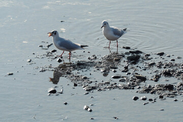 Möve mit Stück Brot im Schnabel nach Fütterung im Wasser - Stockfoto