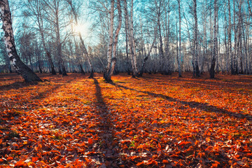 Autumn forest with fallen yellow leaves at sunset. Beautiful autumn landscape