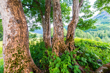 Obraz premium Beautiful scene at Caucasus mountains with trees