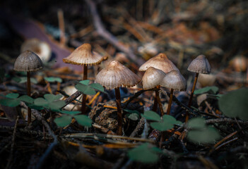 mushrooms in the forest in Latvia