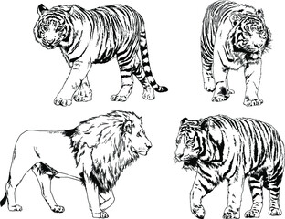 vector drawings sketches different predator , tigers lions cheetahs and leopards are drawn in ink by hand , objects with no background