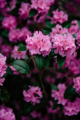 close up of pink flowers growing in a garden