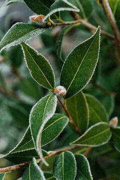 Camellia leaves covered in frost in winter