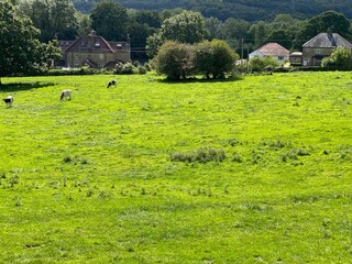 Fototapeta premium Rural scene, with cattle grazing in a large field, and trees and houses in the distance in, Shipley, Bradford, UK