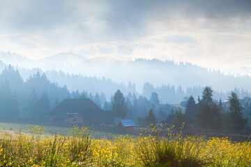 Mountain landscape, lonely house near  spruce forest in fog,  meadow with yellow flowers in the foreground, dark sky. Ukraine, Carpathians.