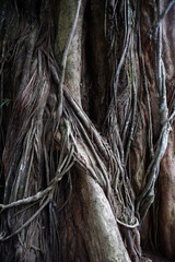 Roots vine on tree trunks that are hundreds of years old