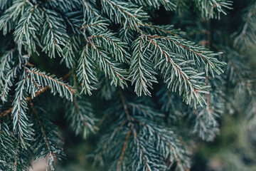 Fluffy branches of a fir-tree with frost. Christmas wallpaper or postcard concept.