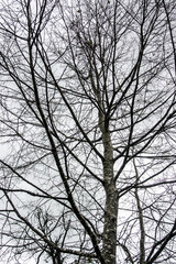 Fototapeta na wymiar Tree branches background.