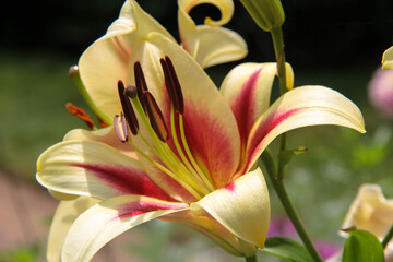 Yellow Lily Closeup