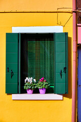 Green window with pots of cyclamen