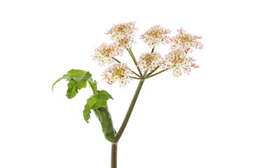 Hogweed flowers and foliage