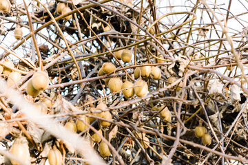 Ripe kiwi fruit growing on a kiwi vine with brown leaves in fall winter