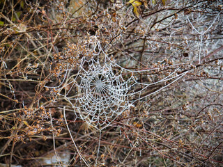 Frozen web