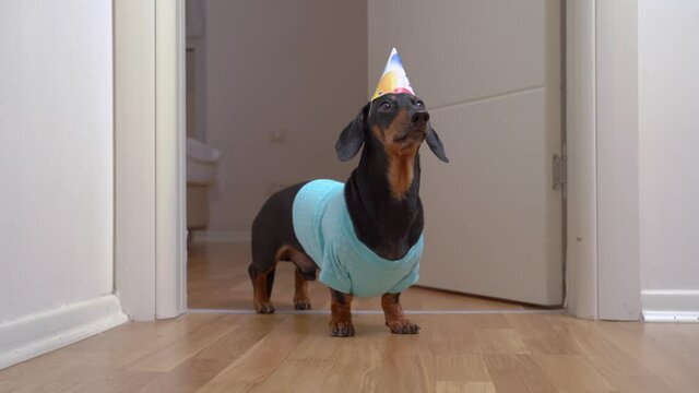 Sad dachshund dog in blue t-shirt and colorful funny festive hat came out of bedroom to meet guests for celebration, but no one came to its birthday party.