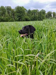 black labrador retriever