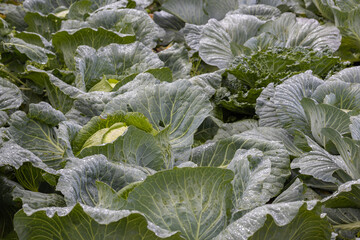 Cabbage heads on the beds covered with rain drops.