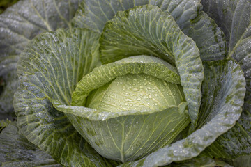 The head of cabbage is covered with raindrops.